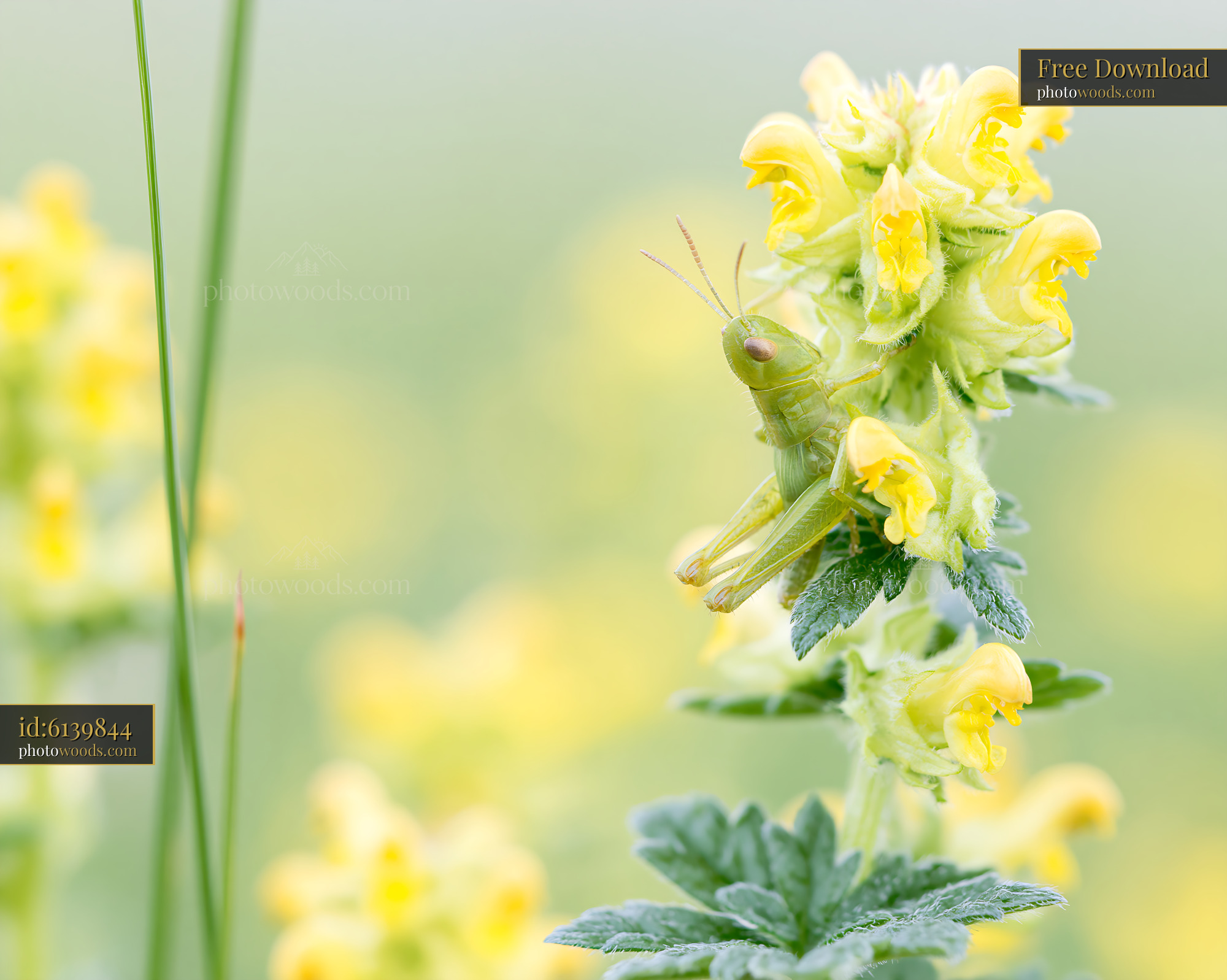 Yellow Rattle Wildflower in Bloom With Grasshopper Nearby