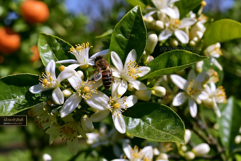 Close up of orange tree flowers with a bee on the blossoms