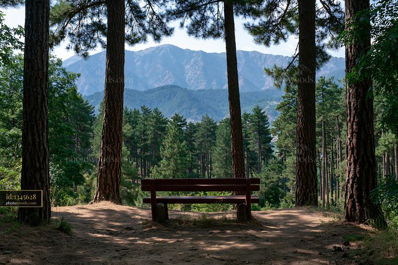 Pine forest overlooking mountain range and sitting bench