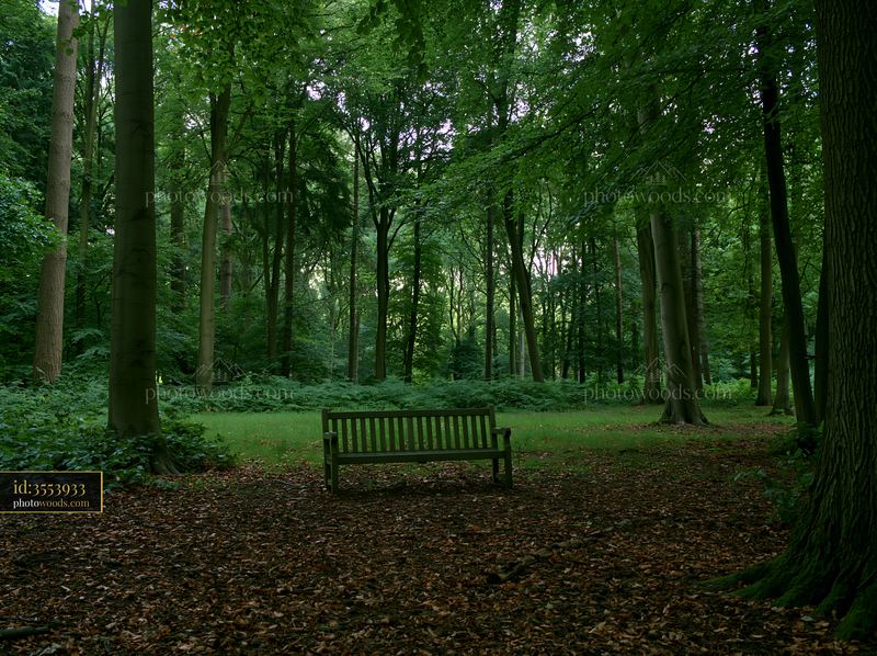 Shaded meadow in woodland clearing with park bench