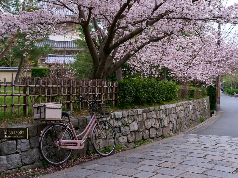 Cherry blossom avenue in Kyoto with a bicycle by the path