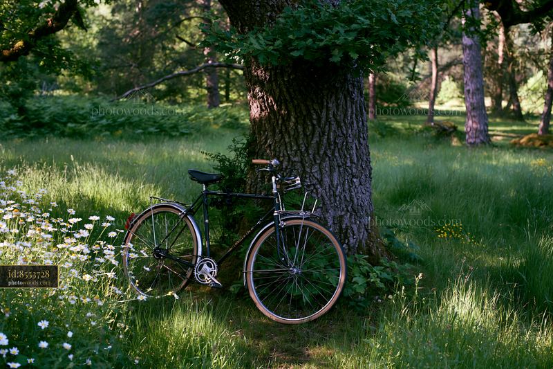 Bicycle parked near a tree in a green forest
