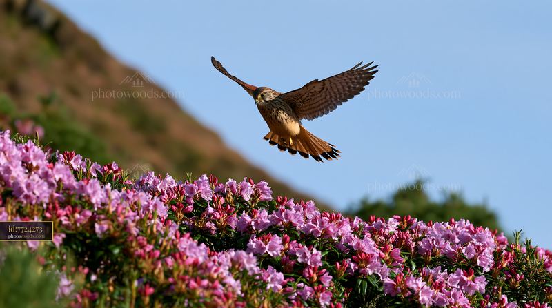 Bird flying over rhododendron blooming hillside in springtime
