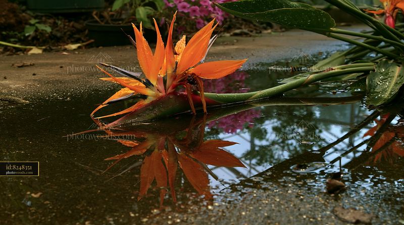 Bird of paradise flower reflected in water in a greenhouse