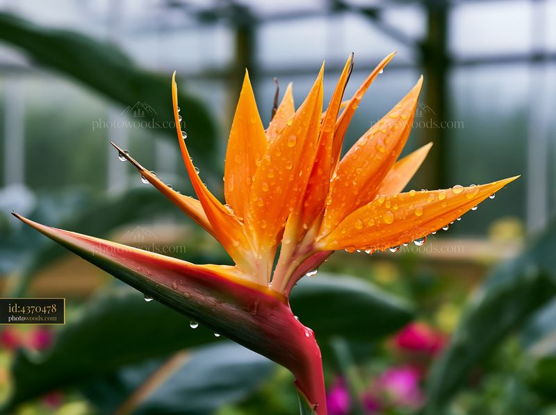 Bird of paradise flower in greenhouse with water droplets