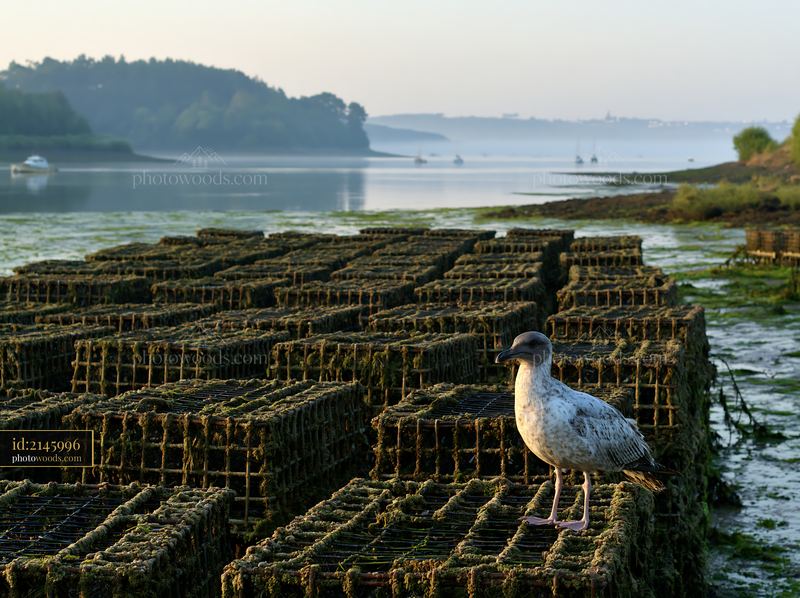 Coastline with oyster beds and a bird in the early morning light