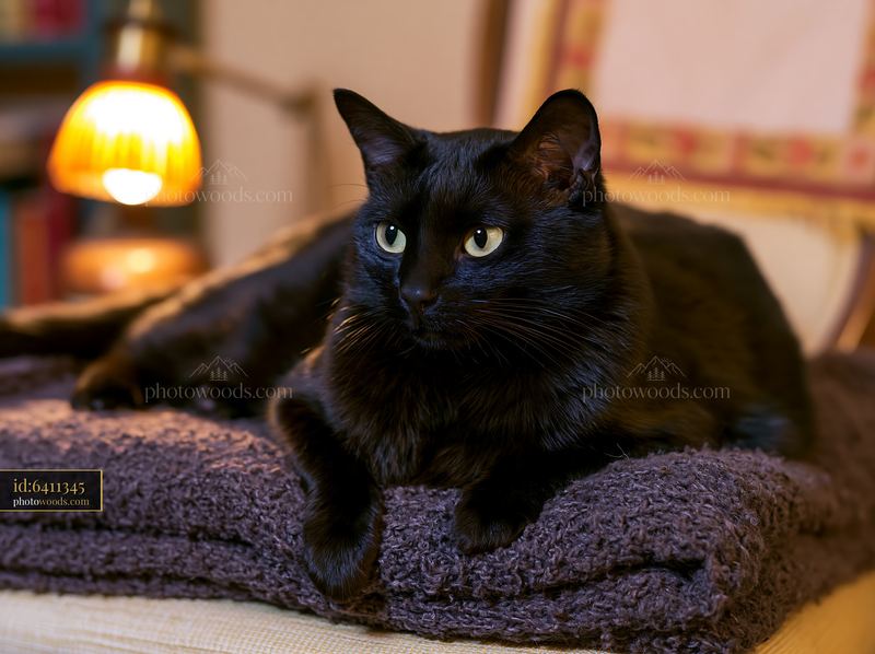 Black Bombay cat resting indoors on a blanket