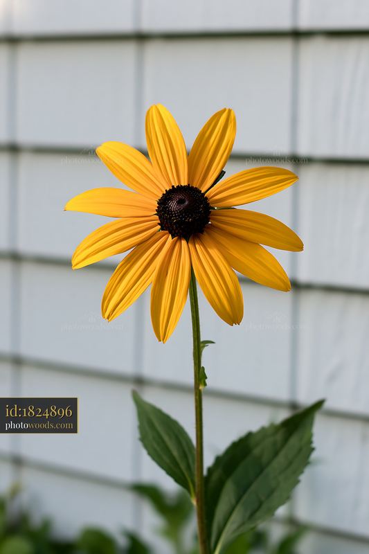Rudbeckia flower stands tall in sunlight against a light background