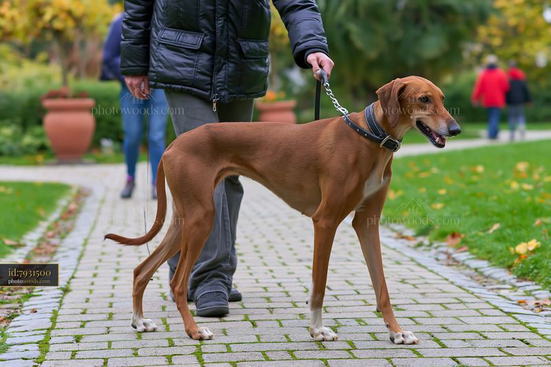 Dog on Leash Walking Through a Park