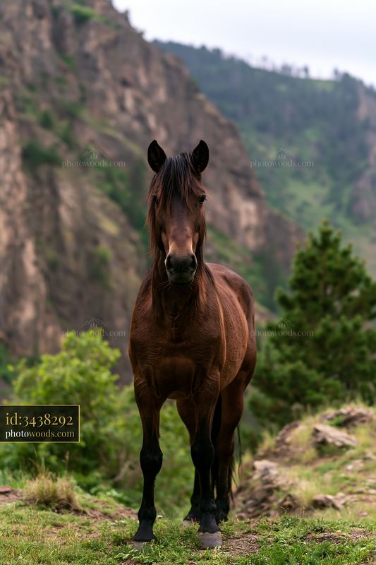 Wild horses near canyon cliffs in natural rugged landscape