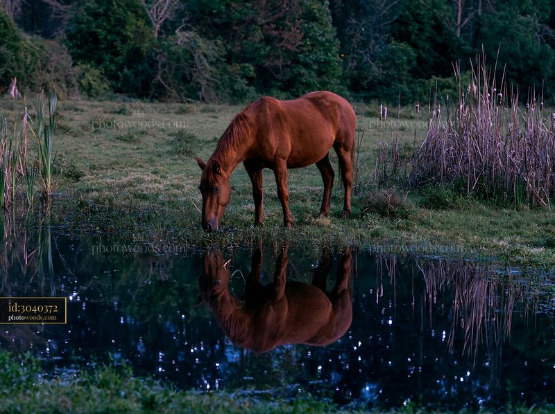 Wild horses grazing by water under clear celestial skies