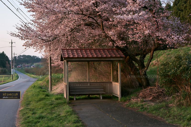 Wide landscape of cherry blossoms in Japan with a bus stop