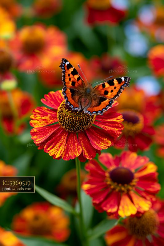 Butterfly resting on bright helenium flowers in border garden