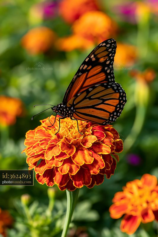 Bright marigold flower bed with butterfly perched on bloom