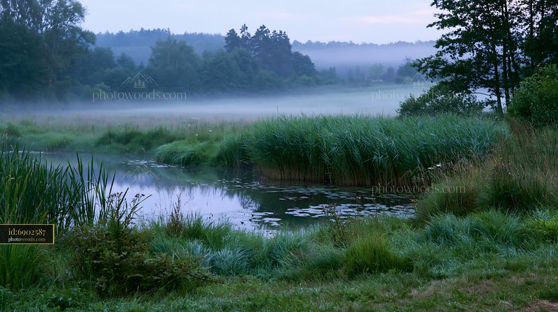 Meadow in morning mist with pond and trees in background