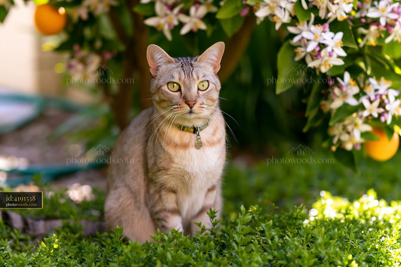 Cat sitting among flowers in a garden