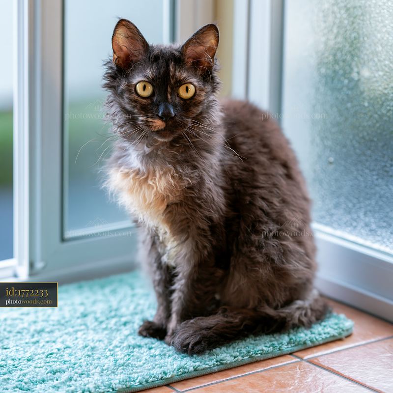 Cat sitting on a rug near a window with sunlight