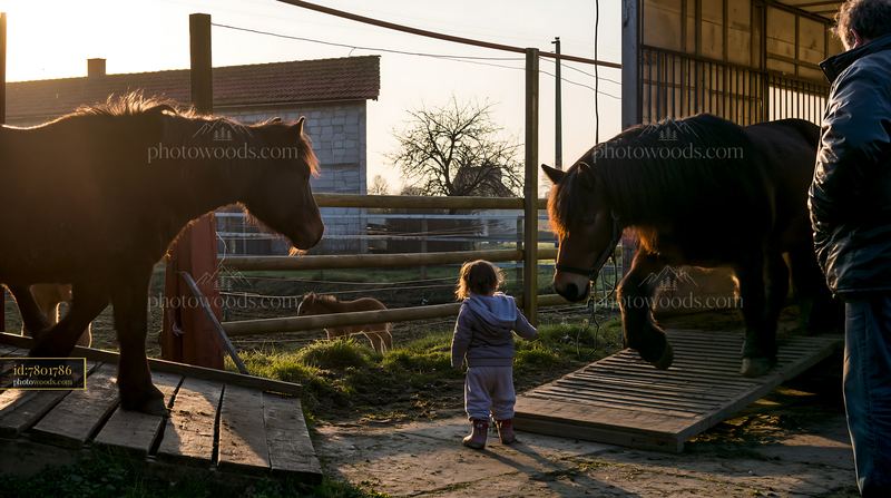 Loading horses onto the transport in a rural setting