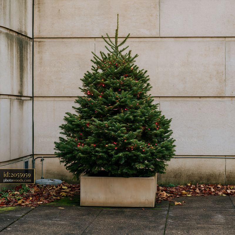 Christmas tree in a planter near a building wall