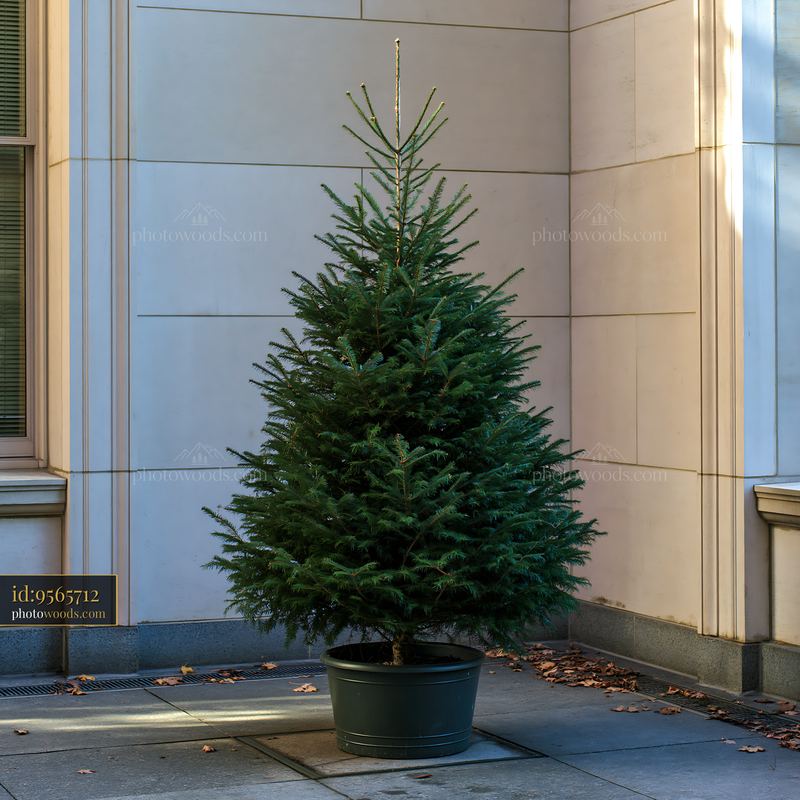 Christmas tree in a planter near a building entrance in winter
