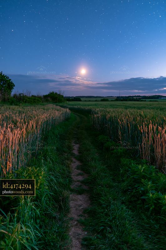Starry night over a wheat field with moonlight shining bright