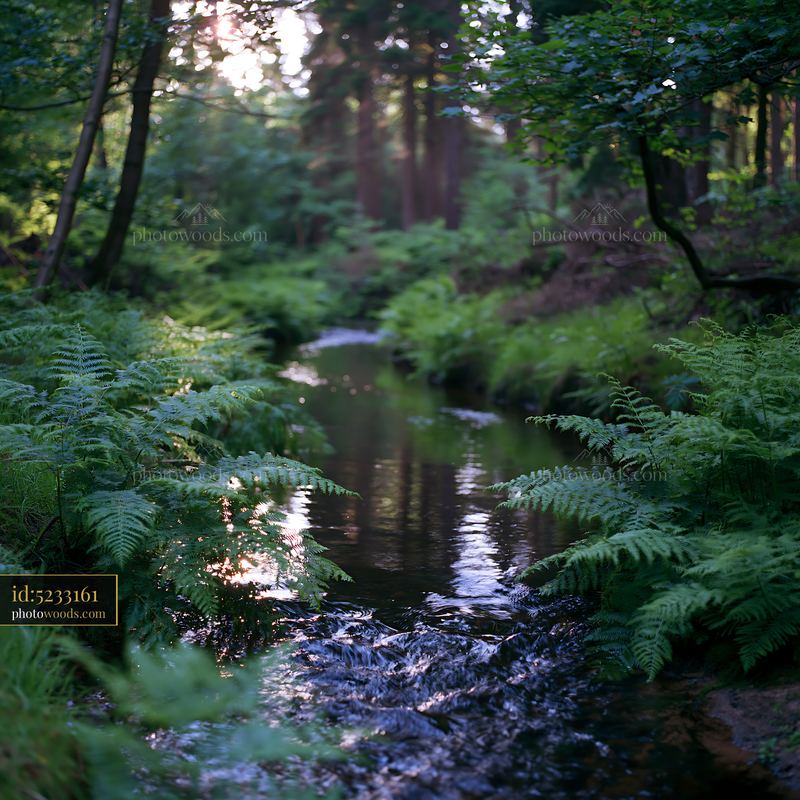 Clear stream flowing through fern-covered woodland in morning light