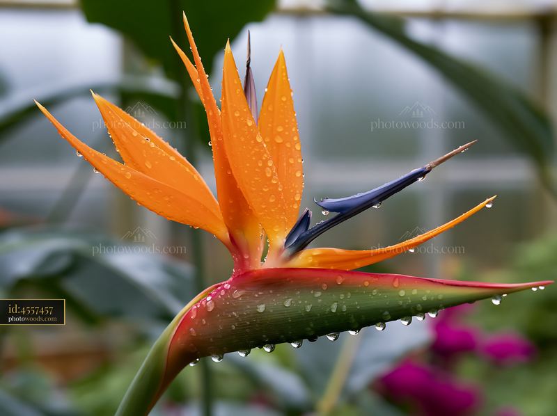 Bird of paradise flower in a greenhouse with water droplets