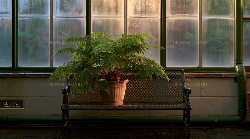 Empty garden conservatory with soft evening glow and a single plant