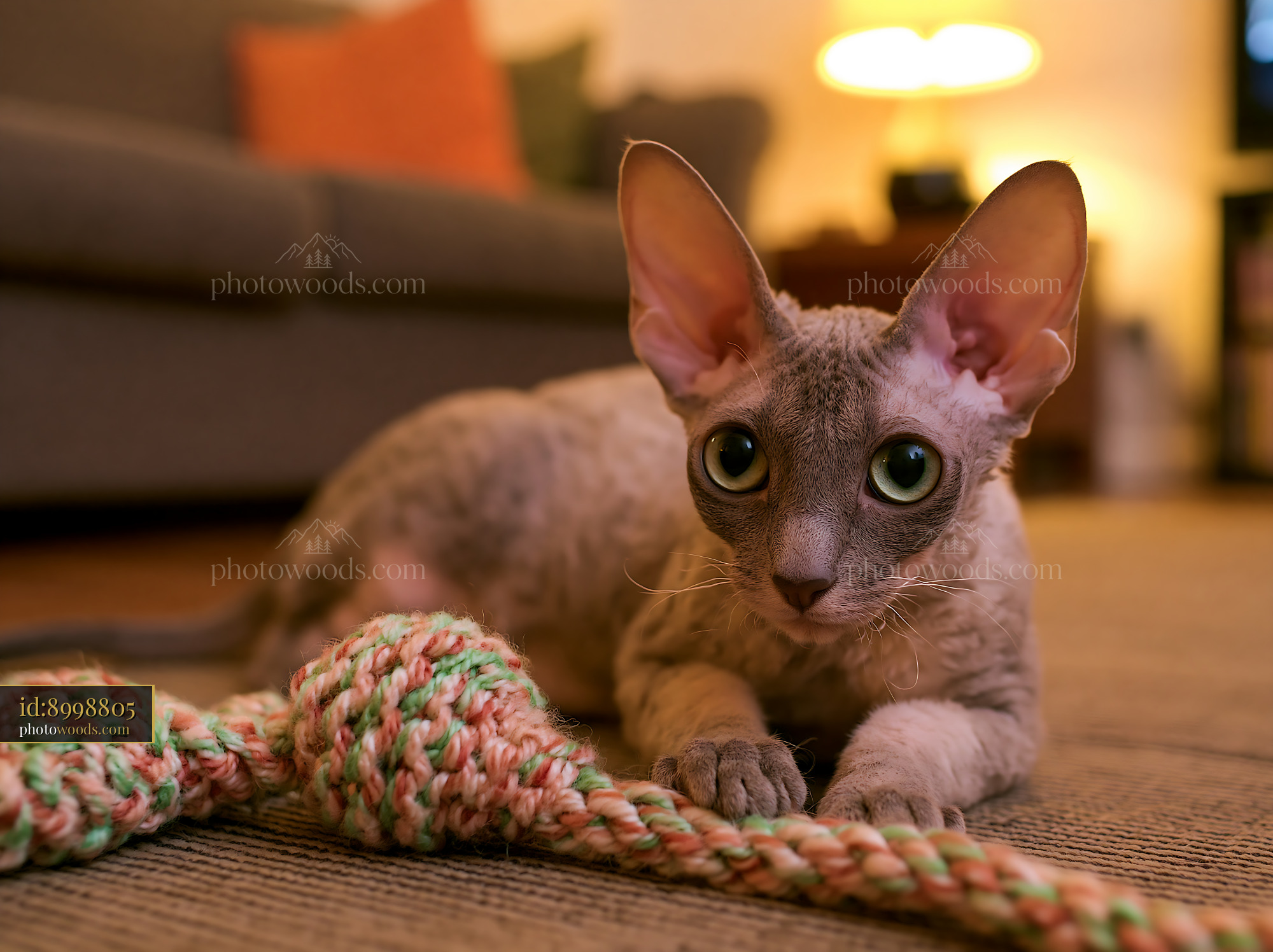 A Cornish Rex cat plays with a colorful toy in a cozy living room.