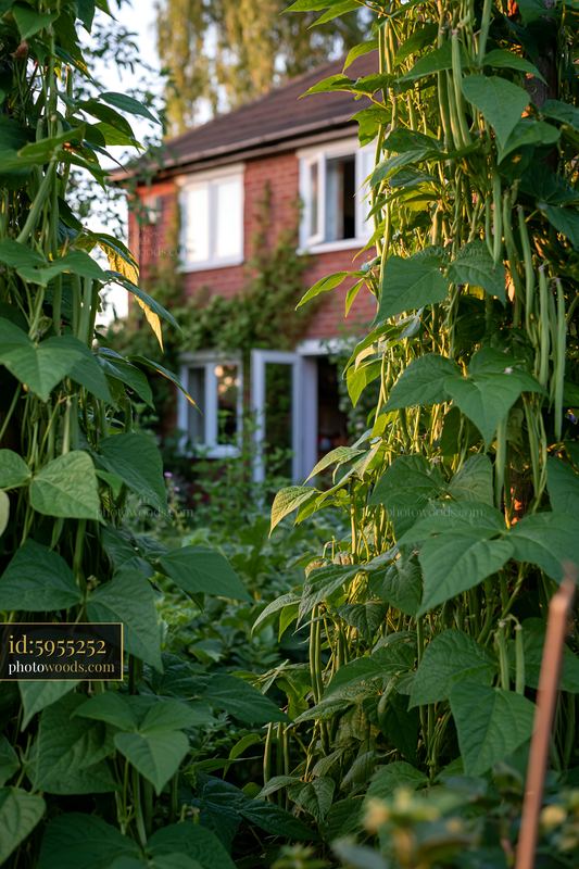 Country house with vegetable garden surrounded by green plants