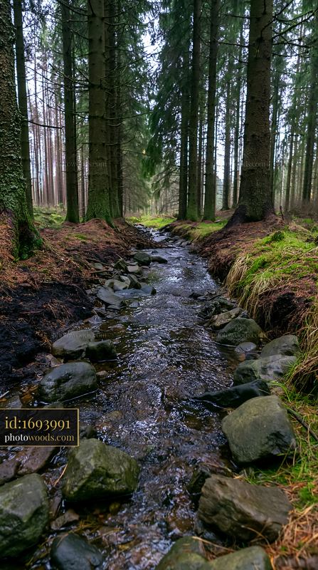 Quiet creek flowing through tree trunks in a forest