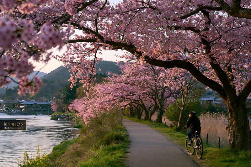 Cherry blossoms bloom along the river near Arashiyama in Japan