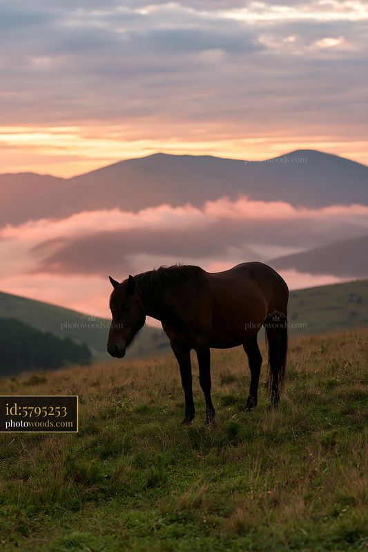 Wild horses grazing during sunset in the mountains
