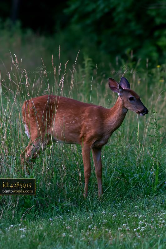 Deer standing in grass near tree line bordering meadow
