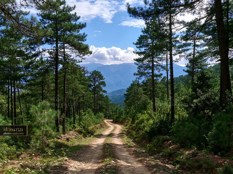 Pine forest overlooking mountain range with a dirt path
