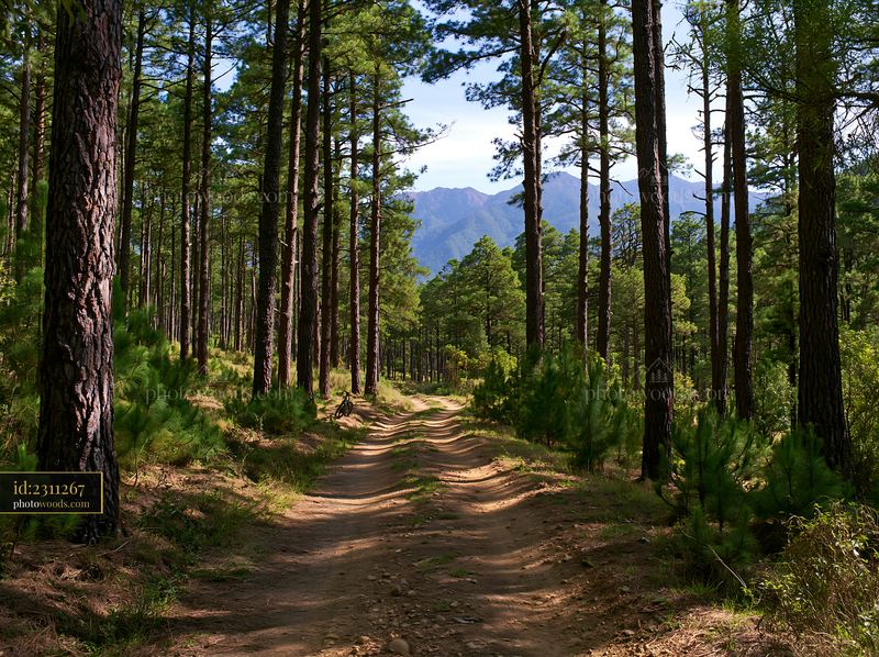Pine forest path leading to mountain range in background
