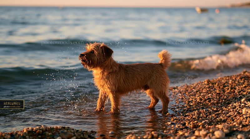 Dog playing by the pebbly coastline beach during sunset