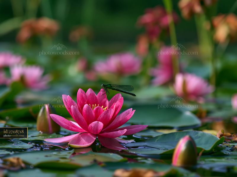 Water lily pond with dragonfly surrounded by tall reeds