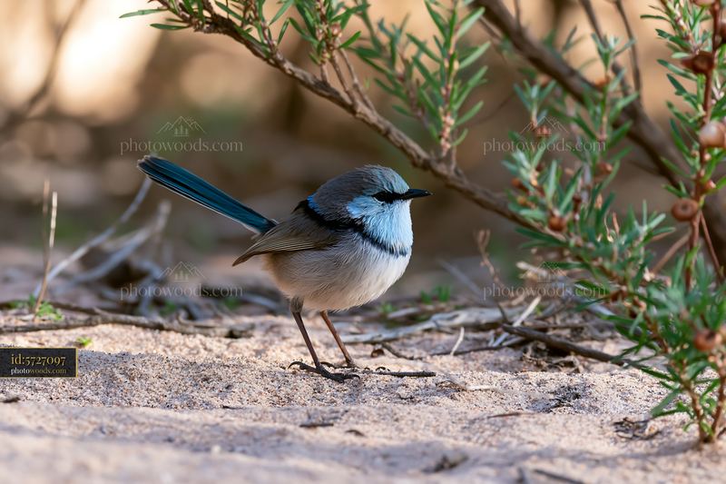 Fairy wren foraging on the ground in native shrubland