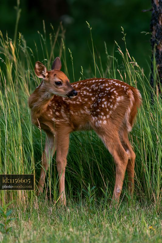 Fawn standing near tall grass at the edge of a tree line