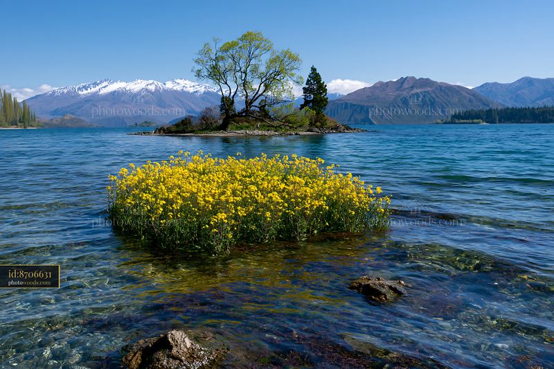 Wide view of flower-covered island landscape with clear water