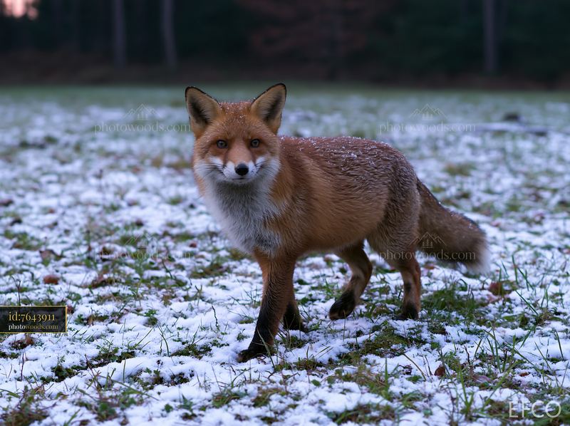 Fox crossing a meadow in winter