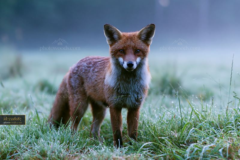 Fox standing in a misty meadow at dawn