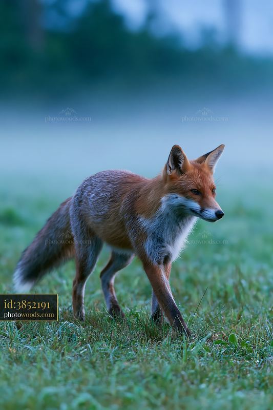 Fox crossing a meadow at dawn in misty weather