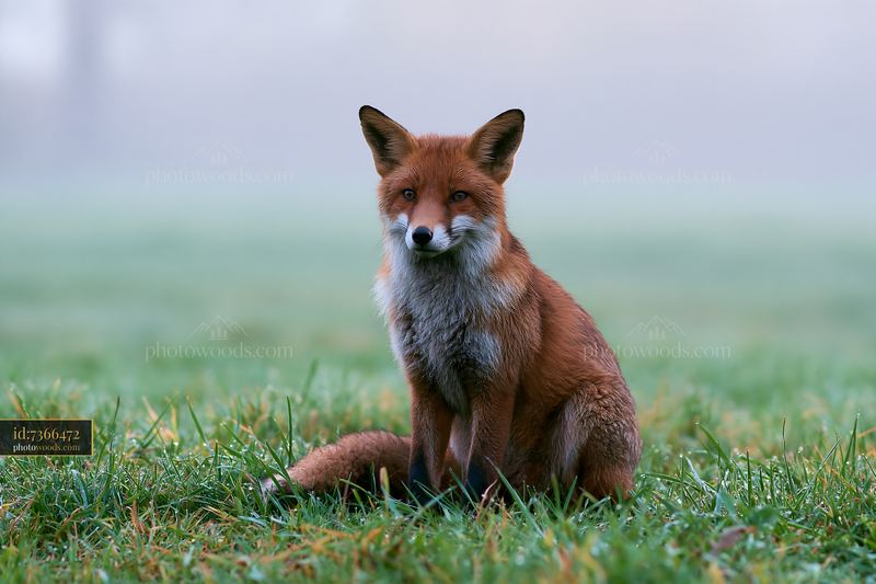 Fox sitting in grassy meadow surrounded by drifting fog