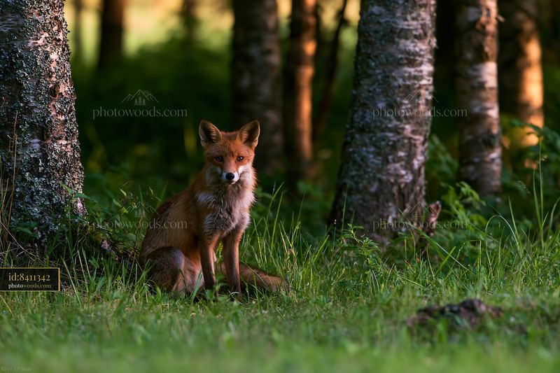 Fox sitting in shaded meadow in woodland clearing