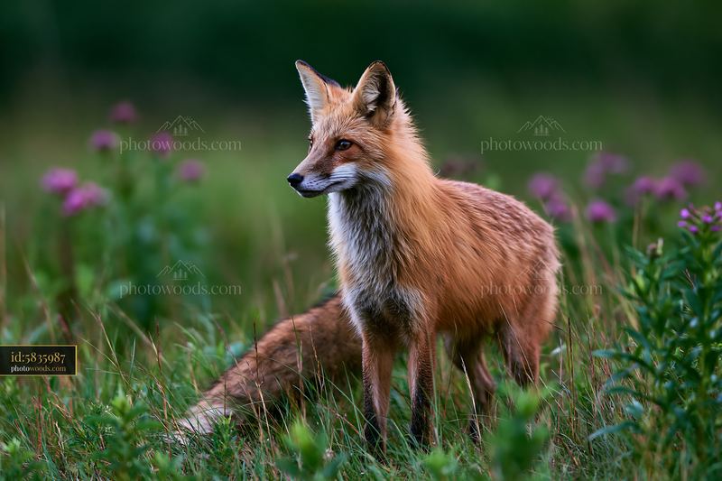 Fox standing in a meadow under dramatic clouds