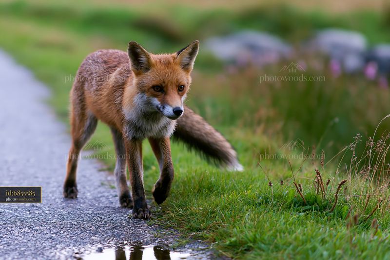 Fox walking along a path near greenery and water