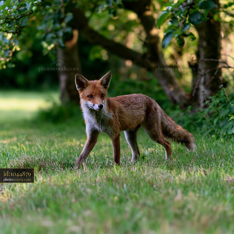 Fox crossing a meadow in a natural setting
