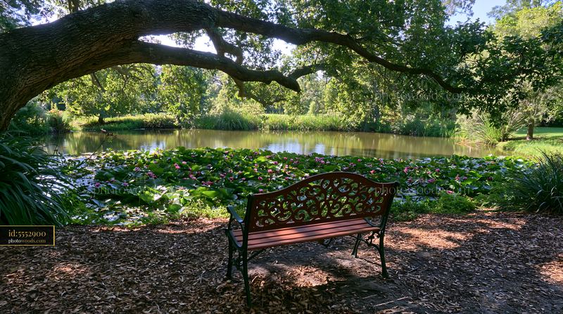Water lily pond with garden bench surrounded by nature